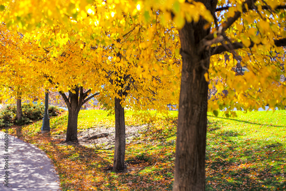 October Fall Yellow Leaves Tree October Fall Yellow Leaves Tree