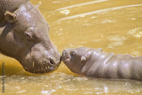 Mom and baby pygmy hippopotamus photo
