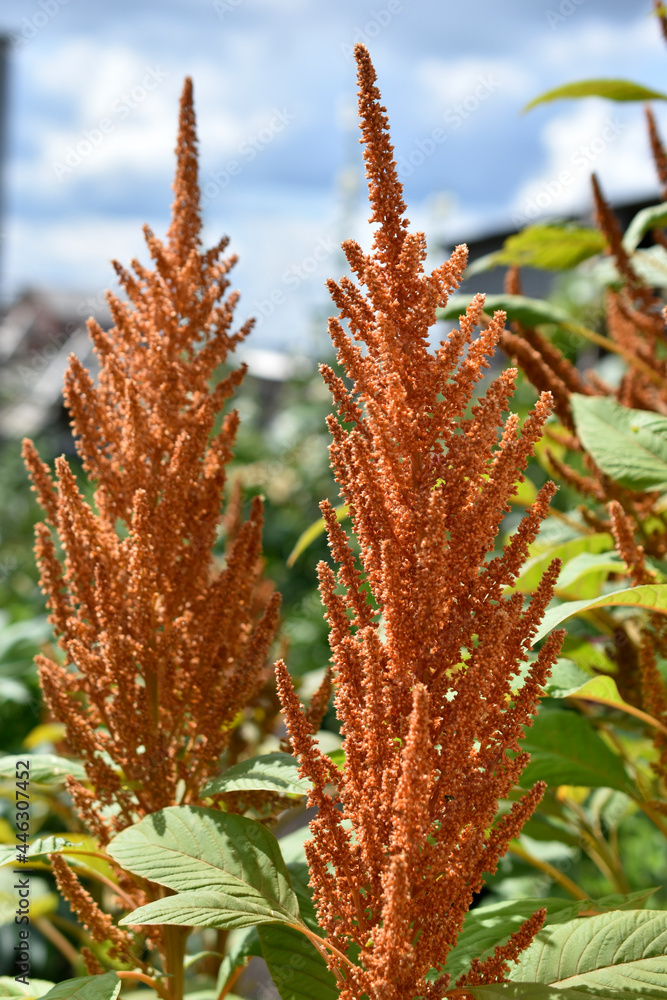 Yellow spikelets Amaranth flowers in the garden Yellow spikelets Amaranth flowers in the garden