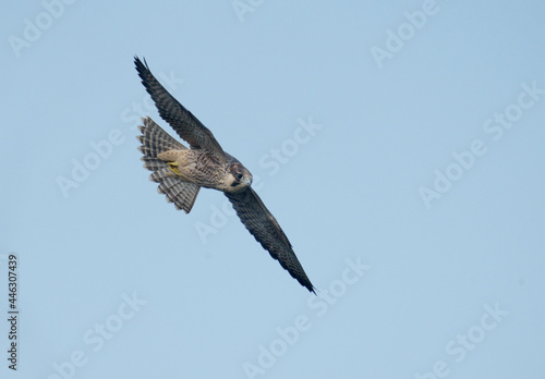 Peregrine  Falco peregrinus