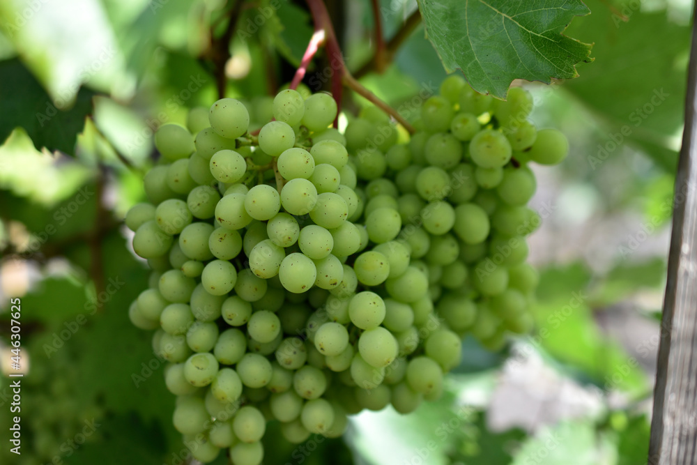 Green young grapes in the garden in summer