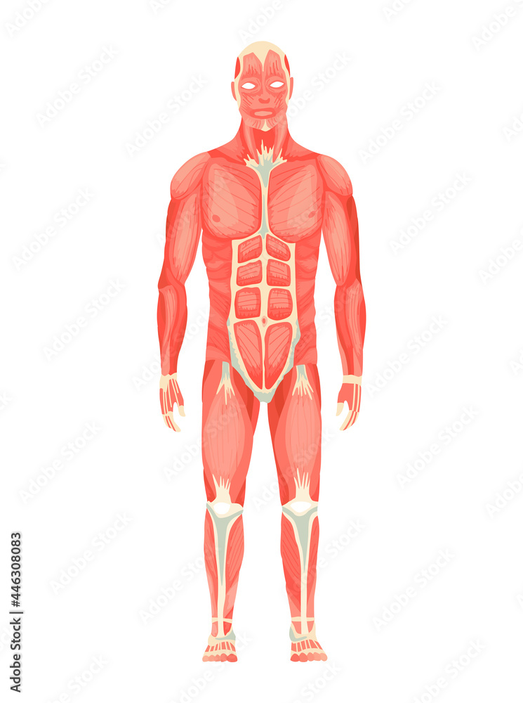 Fototapeta premium Human anatomy of male muscular system - anterior view - full body. Medical education chart for educational poster. Vector illustration of a man figure