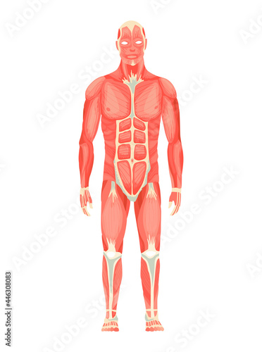 Human anatomy of male muscular system - anterior view - full body. Medical education chart for educational poster. Vector illustration of a man figure