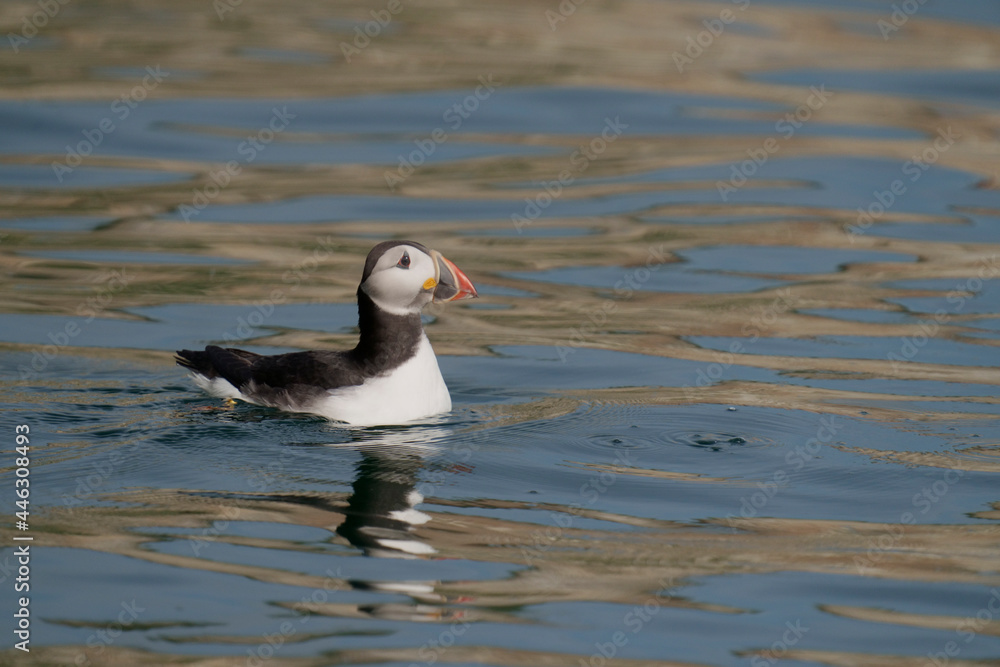 Atlantic Puffin, Fratercula arctica Atlantic Puffin, Fratercula arctica