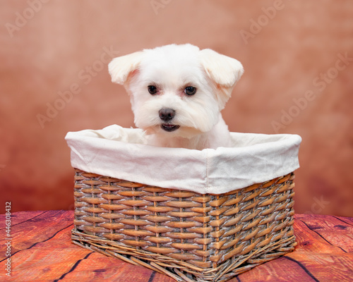 Maltese puppy in a wicker basket on a beautiful vintage background