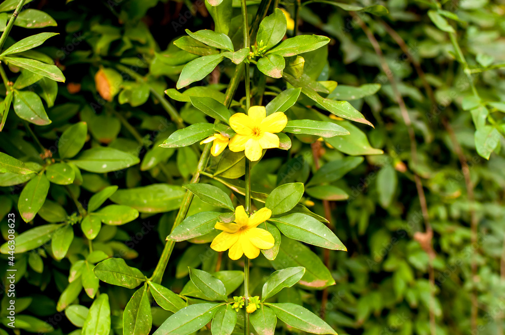 Green bush with yellow flowers on texture background. Green bush with yellow flowers on texture background.