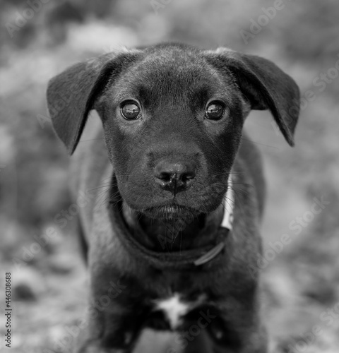 Dog Puppy Cute Close Up Black And White Vertical