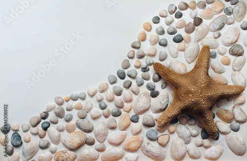 Brown starfish and seashells lie on white paper. Composition from a set of shellfish shells. Background with copy space. Top view  mockup.