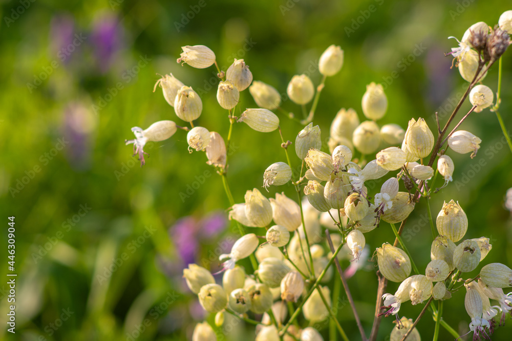 Flowers of Silene vulgaris, bladder campion, maidenstears close up on a meadow