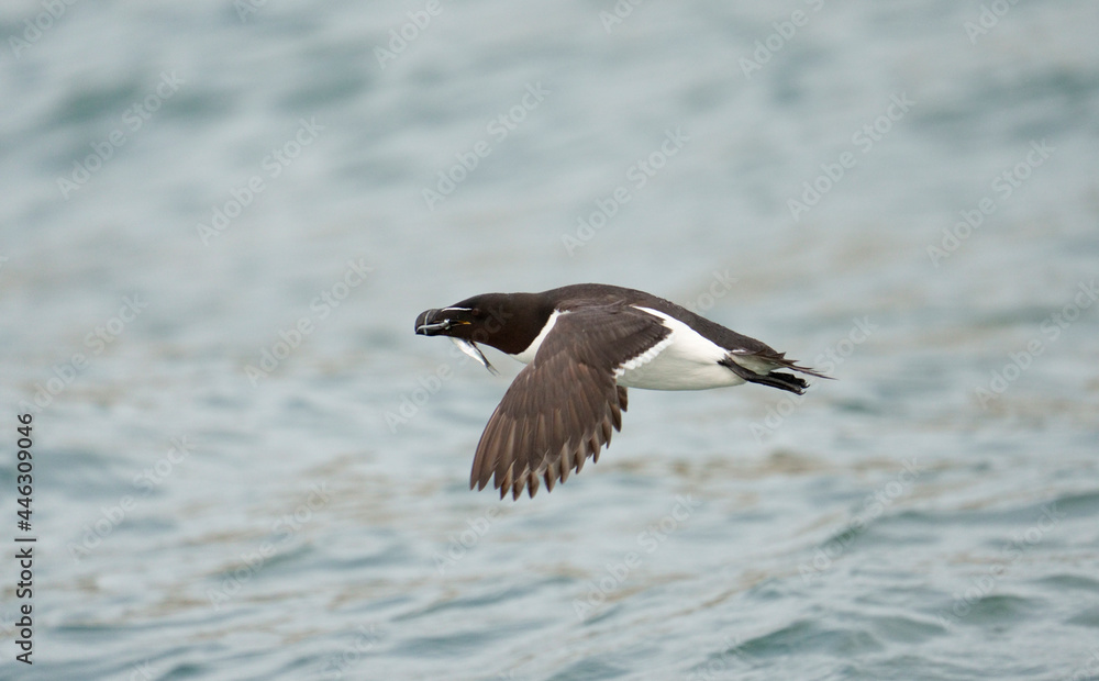 Razorbill, Alca torda Razorbill, Alca torda