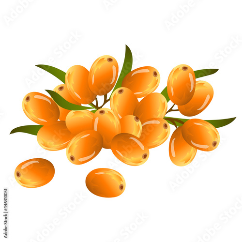 Ripe orange colored sweet sea buckthorn with green leaves herb vector illustration isolated on white background.

