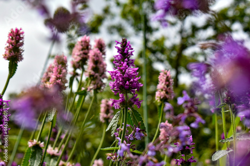 Nature park In Arboretum Wespelaar