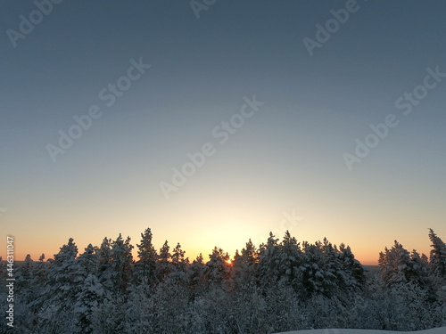  sunset over a winter pine forest on a clear evening 