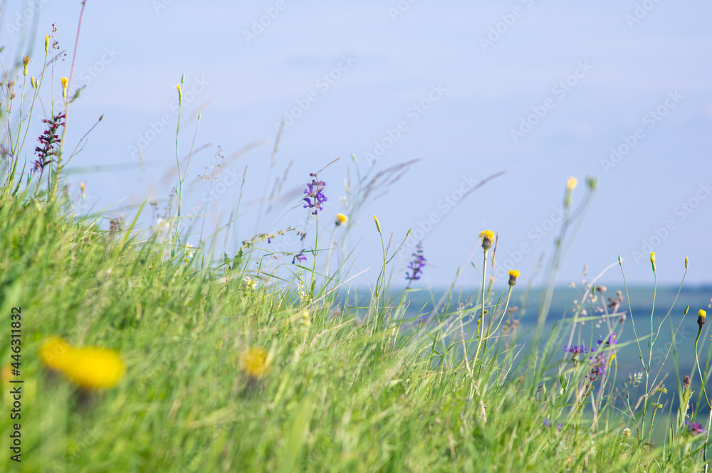 Flowers in the meadow close-up, summer background