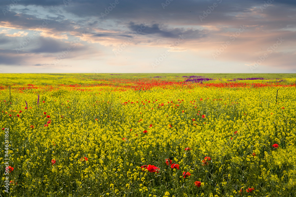 Bright wildflowers, poppies, verbascum, rapeseed on a sunset background