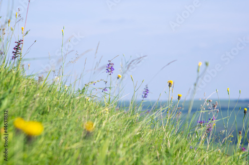 Canvas-taulu Flowers in the meadow close-up, summer background