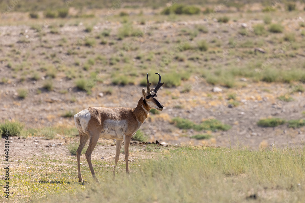 Pronghorn Antelope Buck in the Utah Desert Pronghorn Antelope Buck in the Utah Desert