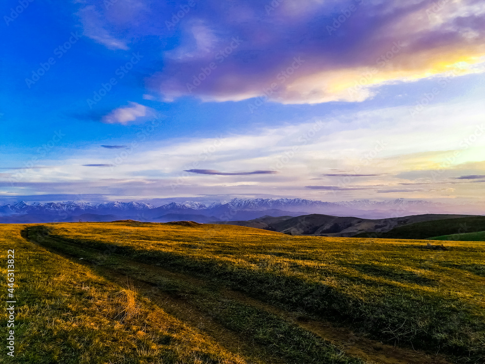 Fototapeta premium field of wheat