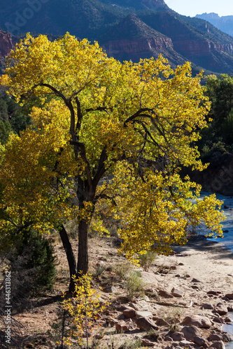 Fall Tree Near the Virgin River