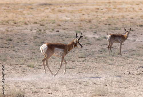 Pronghorn Antelope Buck in the Utah Desert © natureguy