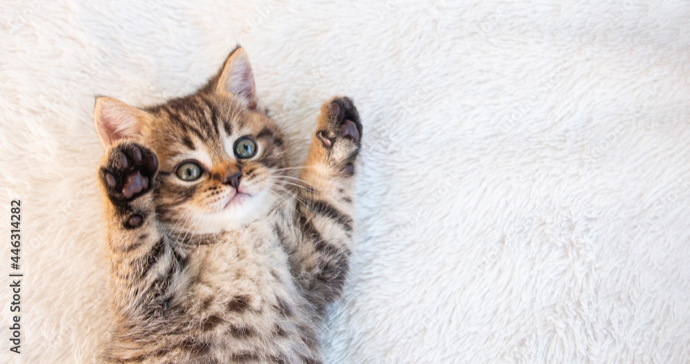 little british tabby kitten lies on a white fluffy blanket little british tabby kitten lies on a white fluffy blanket