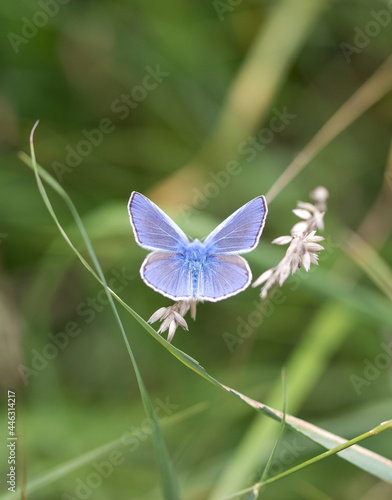 common blue butterfly with open wings macro green background
