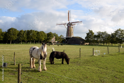 Pferde an der Windmühle De Onderneming in Zeeland photo