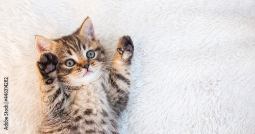 little british tabby kitten lies on a white fluffy blanket