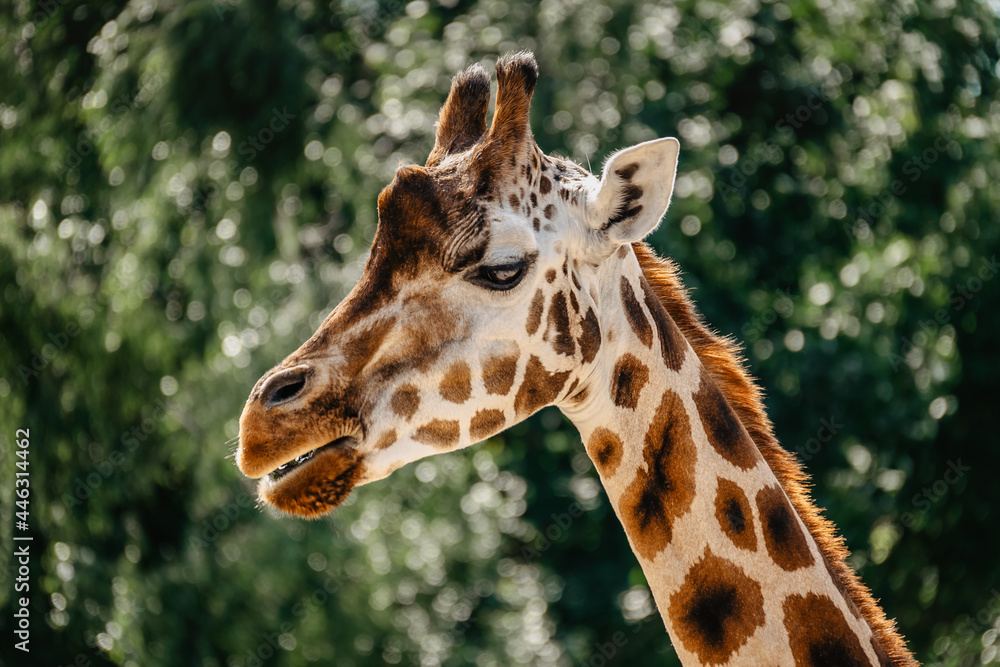 Rothschild giraffe in ZOO.Giraffe in front of green trees looking in to camera. Funny giraffe face. Front view of giraffe against green blurred foliage. Wild animal portrait space for text Rothschild giraffe in ZOO.Giraffe in front of green trees looking in to camera. Funny giraffe face. Front view of giraffe against green blurred foliage. Wild animal portrait space for text
