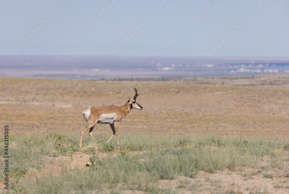 Pronghorn Antelope Buck in the Utah Desert Pronghorn Antelope Buck in the Utah Desert