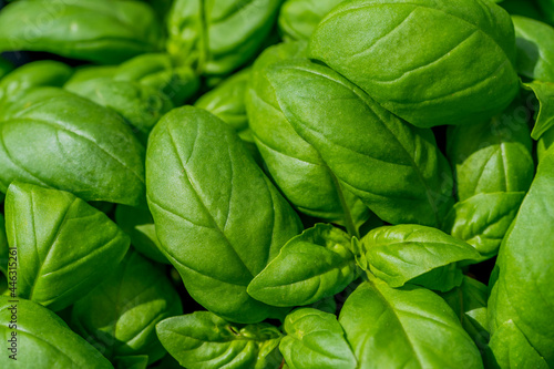 Fresh green basil plant as background, top view, macro close-up. High quality photo