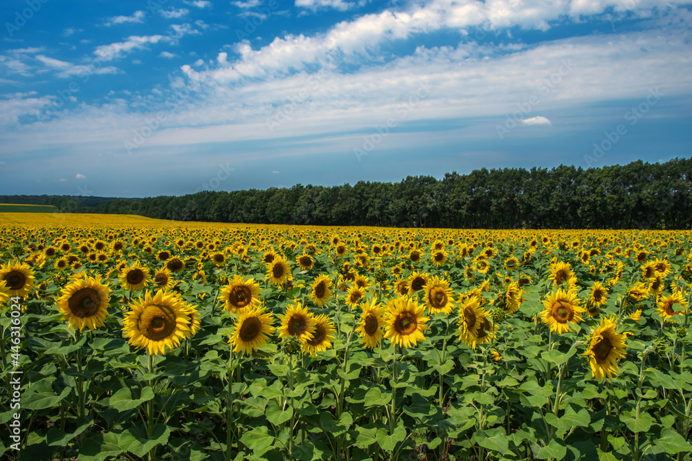 Fototapeta premium A field with flowers of sunflower against the background of the grove and the blue sky. Selective focus.
