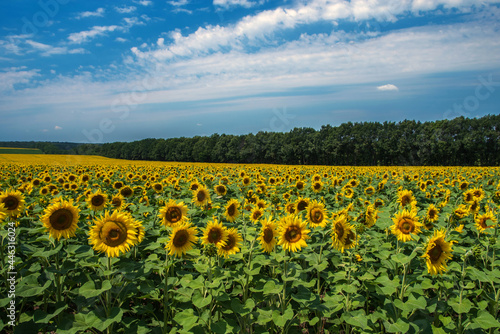 A field with flowers of sunflower against the background of the grove and the blue sky. Selective focus.