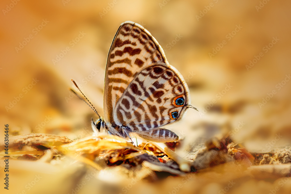 Obraz premium Zebra blue butterfly perched on ground