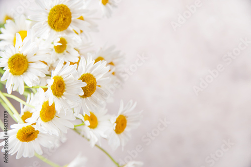 Beautiful meadow chamomile on a pink-gray background. Concept botanical flat lay. Close up, macro and copy space