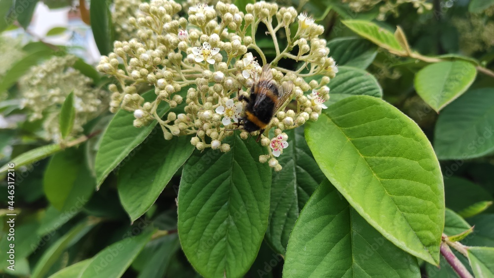 Fototapeta premium bee on a flower
