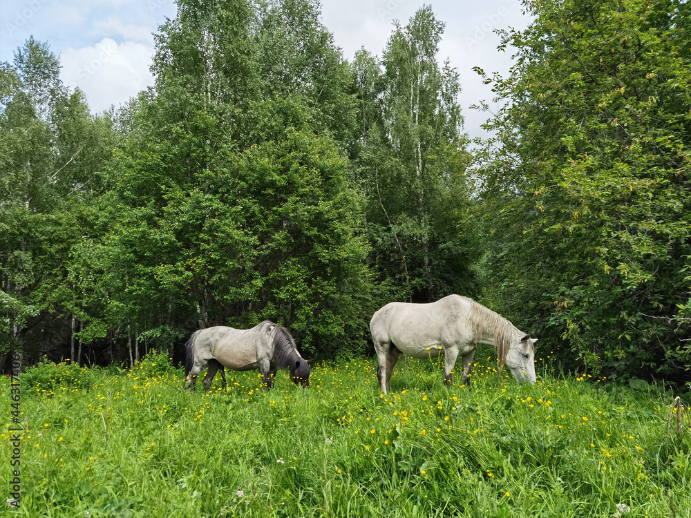 Fototapeta premium Vacation landscape. Horse outdoor in evening. Russian Altai mountains. Multa region. Holiday at home. Staycation concept. Reduce carbon footprint. Sustainable lifestyle. Holiday trail. Local travel