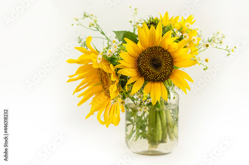 Sunflowers growing in the field. Yellow sunflower. Sunflower flower on white background.