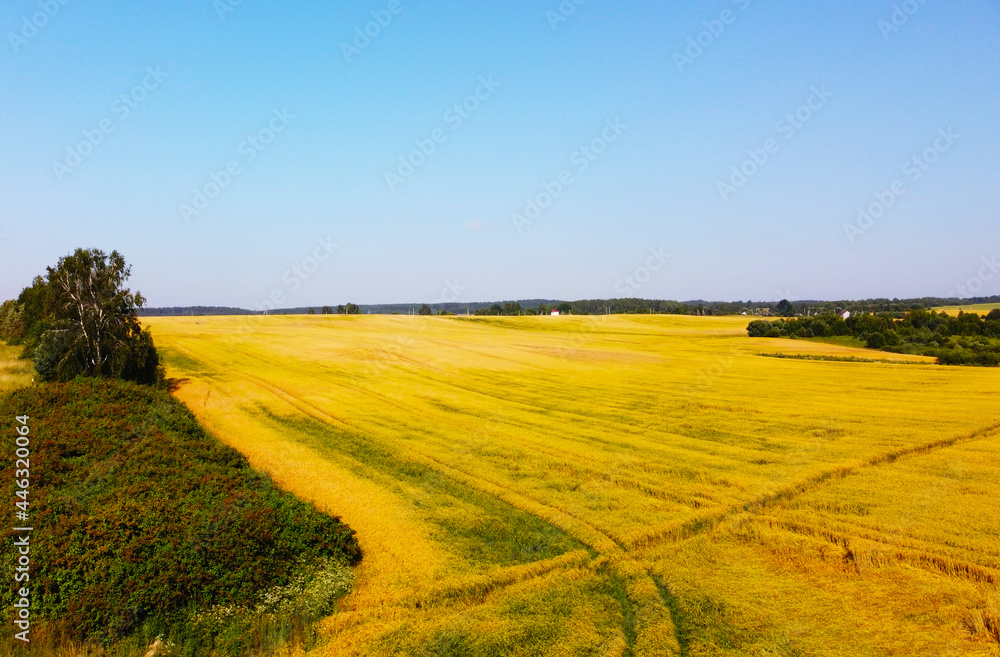 Obraz premium Top view of beautiful golden wheat fields