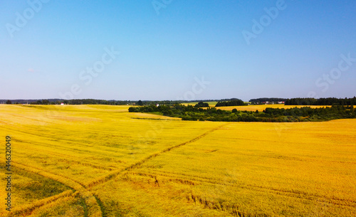 Top view of beautiful golden wheat fields
