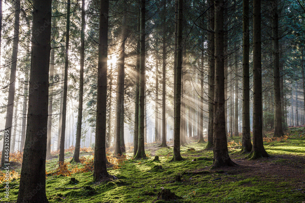 Winter morning light in the Royal Forest of Dean near Coalway, Gloucestershire UK Winter morning light in the Royal Forest of Dean near Coalway, Gloucestershire UK