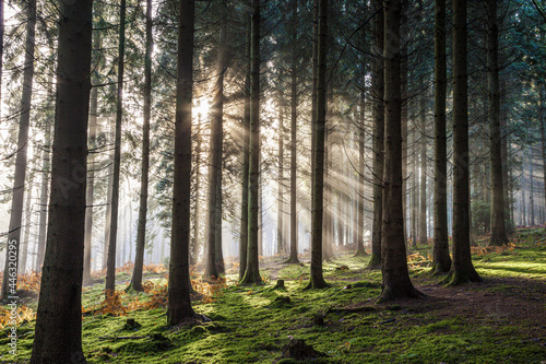 Winter morning light in the Royal Forest of Dean near Coalway, Gloucestershire UK