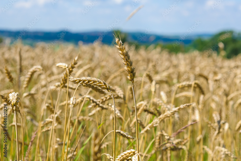 Obraz premium champ de blé avec des epis visible au soleil tombant symbolisant l'agriculture, les moissons, le pain et la farine.