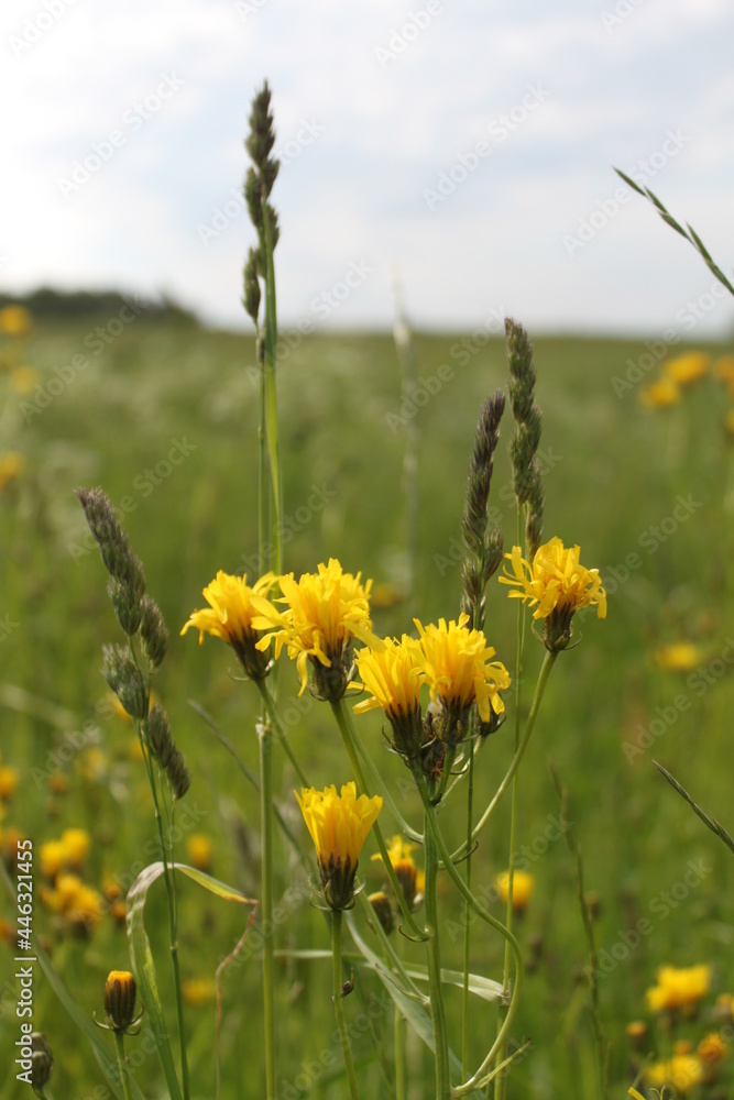 summer field of yellow flowers