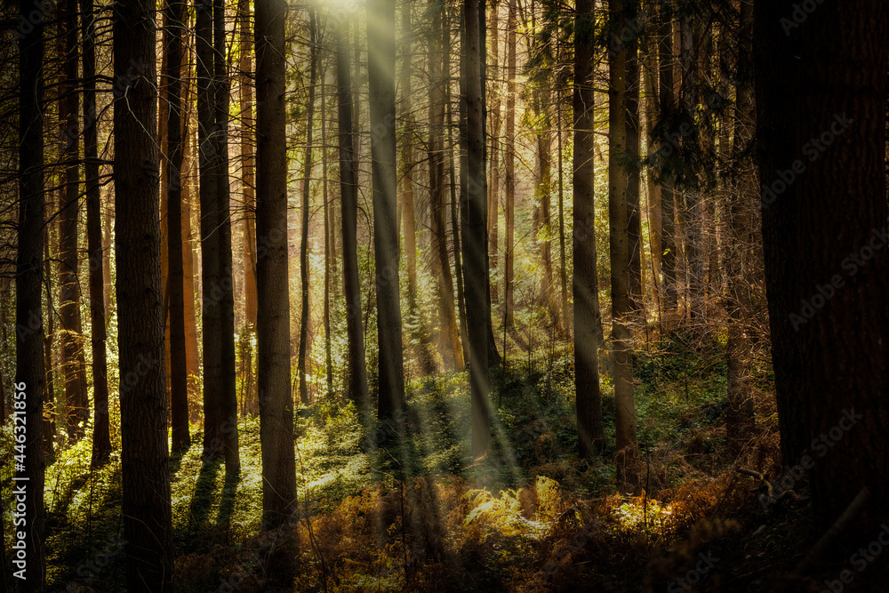 Dense forest penetrated by the warm light of the sun's rays. Strong chiaroscuro.