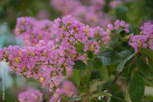 flowers of a lilac