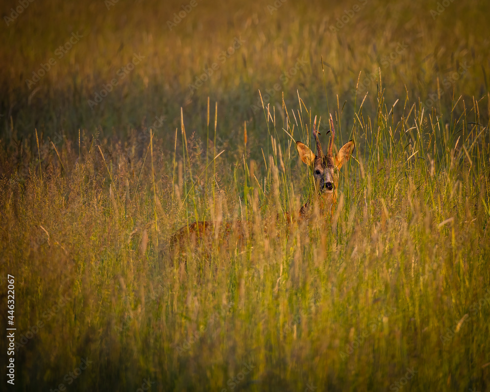 Roedeer Roedeer