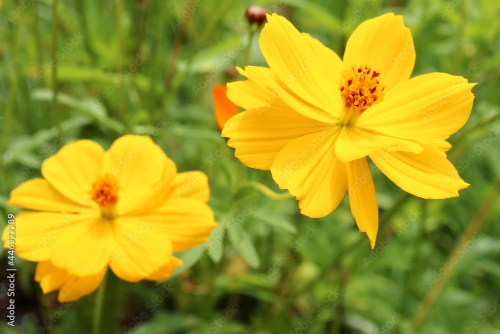 Yellow Cosmo Flowers in a Garden Yellow Cosmo Flowers in a Garden