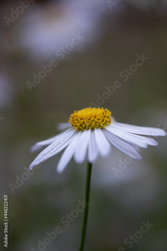 weiße Blüte © Miko