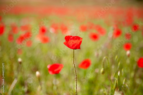 Field of red poppies, with a main flower and the rest blurred among the green grass.